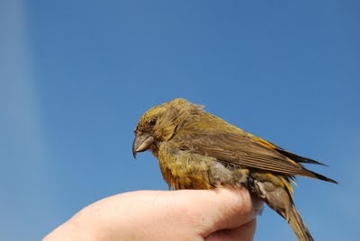 Common Crossbill, Sundre 20090819